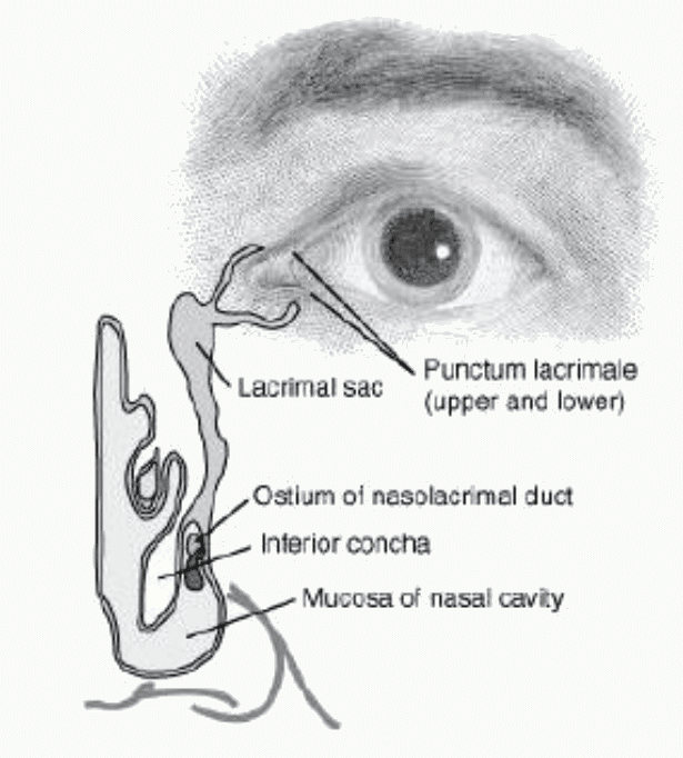 Coupe œil avec lacrimal sac, canal nasal