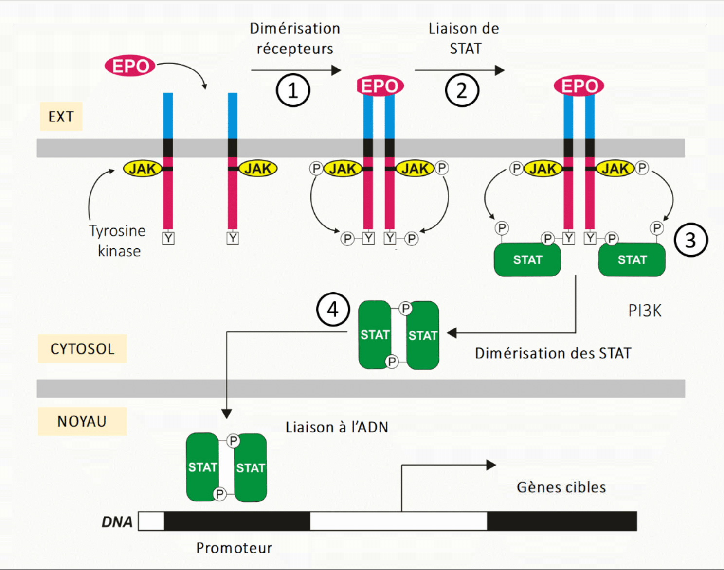 Schéma de la voie de signalisation JAK-STAT activée par l'érythropoïétine EPO : liaison de l'EPO à son récepteur transmembranaire dimérisé (①), activation des tyrosine kinases JAK associées (②), phosphorylation des STAT (③), dimérisation des STAT et translocation nucléaire (④), liaison à l'ADN au niveau du promoteur et transcription des gènes cibles ; voie parallèle PI3K également représentée.
