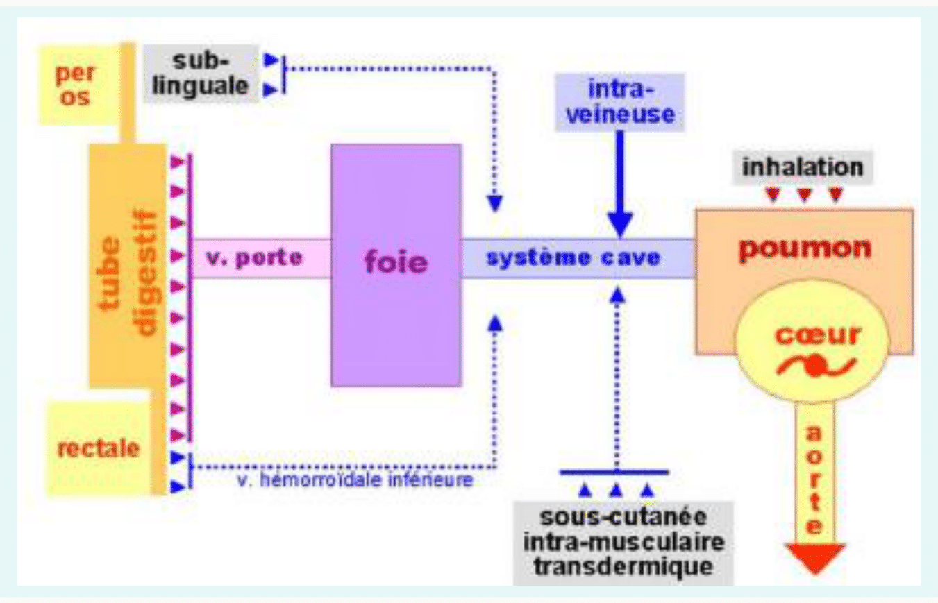 Voies systémiques : veine porte, cave, cœur, poumon