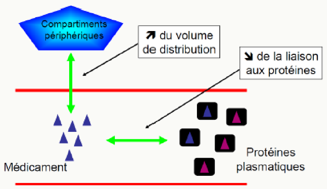 Modifications Vd insuffisance rénale compartiments périphériques liaison