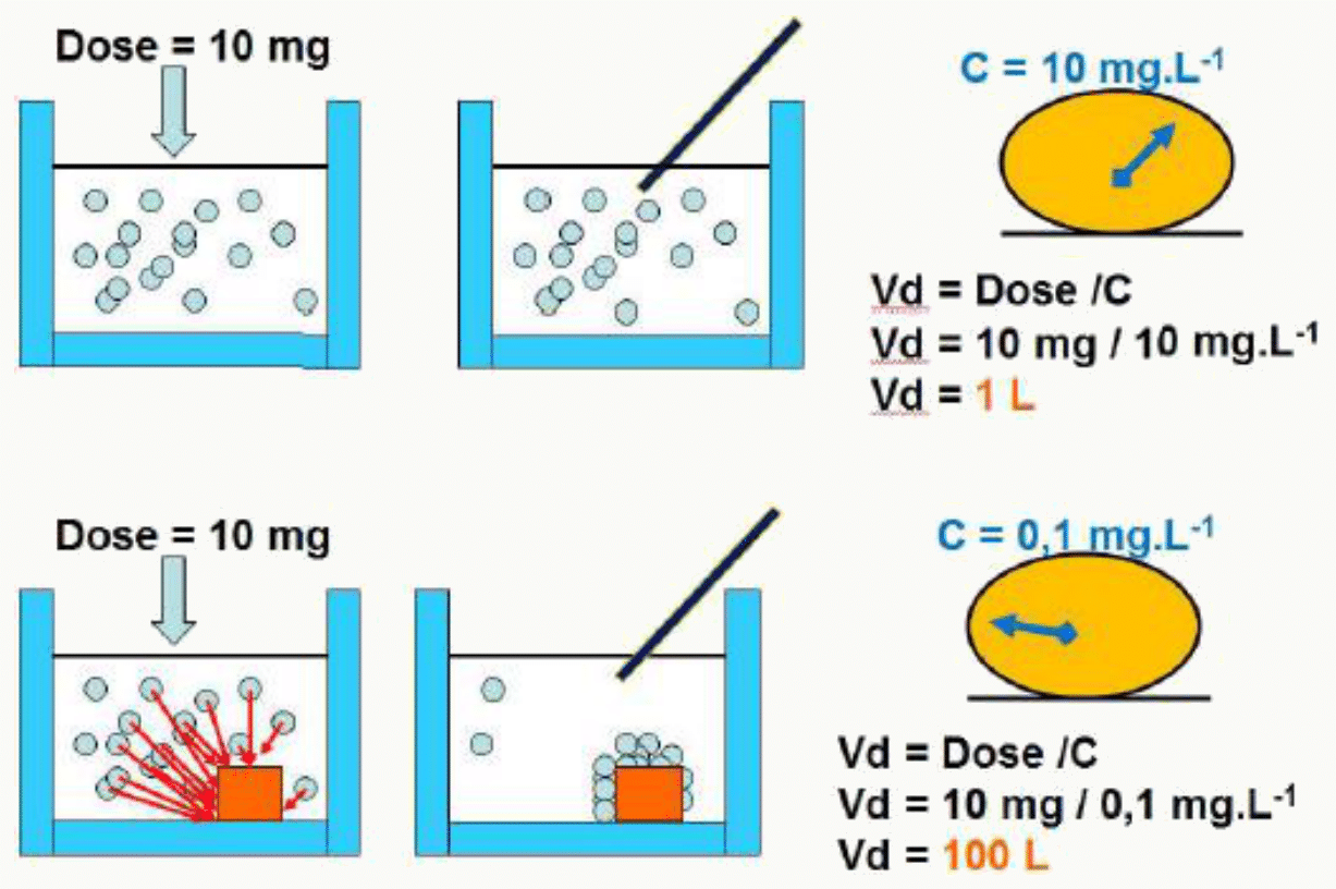 Schéma pédagogique dose 10 mg tube, Vd 1 L vs 100 L