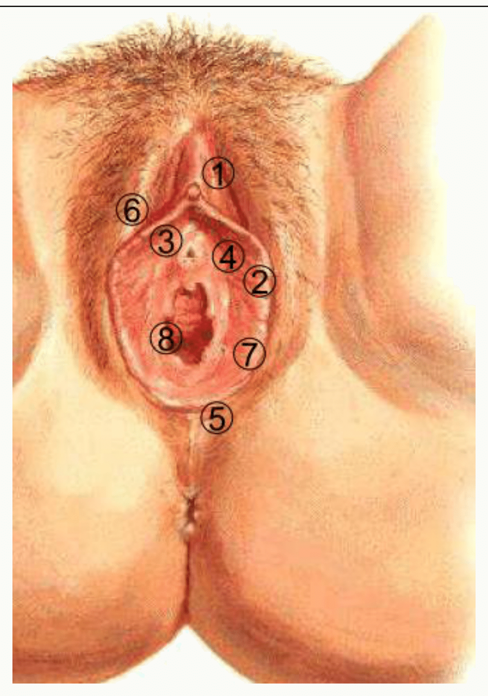 Vulve et organes génitaux externes féminins : grandes et petites lèvres, clitoris, méat urétral et orifice vaginal